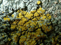 Candelariella coralliza