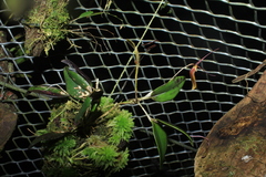 Restrepia citrina