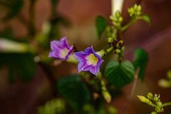 Ipomoea parasitica image