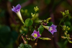 Ipomoea parasitica image