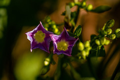 Ipomoea parasitica image