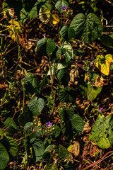 Ipomoea parasitica image