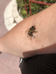 Apis mellifera iberiensis