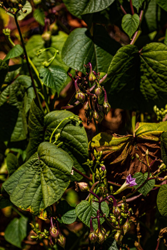 Ipomoea parasitica image