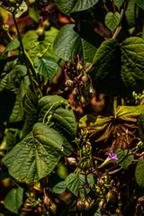 Ipomoea parasitica image