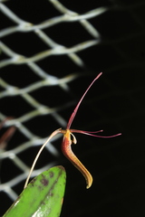 Restrepia citrina