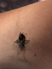 Apis mellifera iberiensis