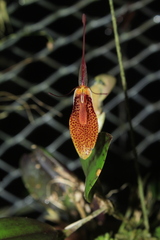 Restrepia citrina
