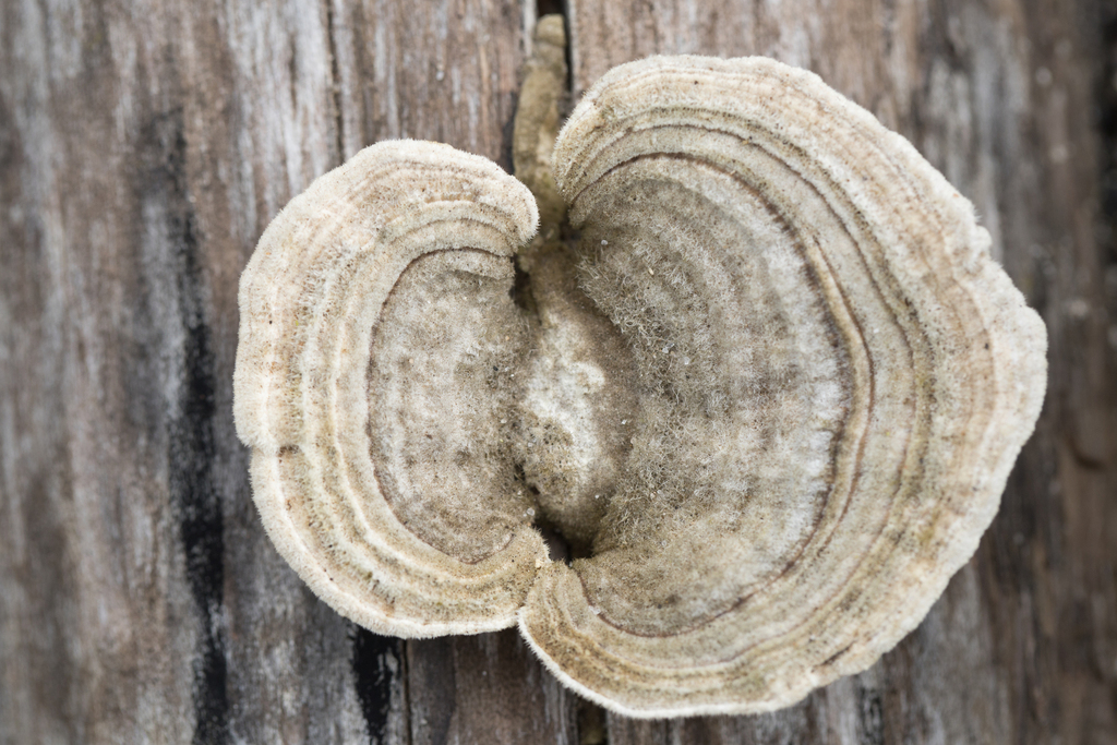 Trametes hirsuta · July 2022 · photo: © ftsautter (iNaturalist, cc0)