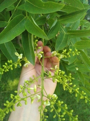 Styphnolobium