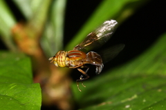 Hybobathus rubricosus