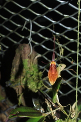 Restrepia citrina