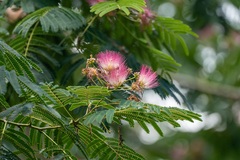 Albizia julibrissin julibrissin
