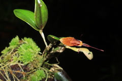 Restrepia citrina