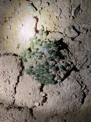Eriogonum aretioides