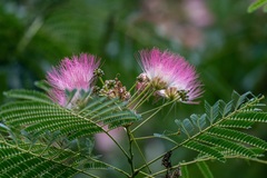Albizia julibrissin julibrissin
