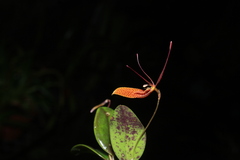Restrepia citrina