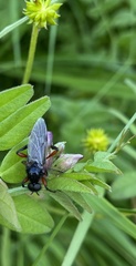 Bibio pomonae