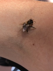 Apis mellifera iberiensis