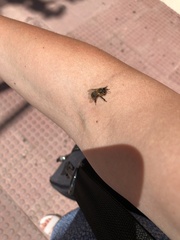 Apis mellifera iberiensis