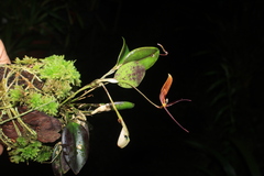 Restrepia citrina