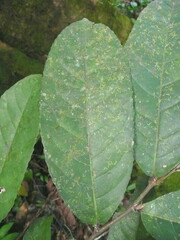 Homalium