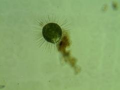 Acanthocystis turfacea