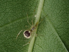Theridion varians