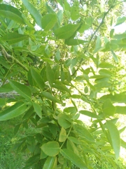 Styphnolobium