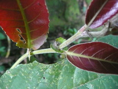 Homalium