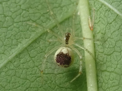 Theridion varians