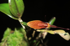 Restrepia citrina
