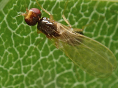 Chamaepsila
