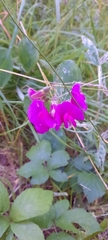 Lathyrus odoratus