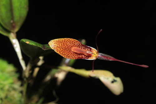 Restrepia citrina · iNaturalist United Kingdom