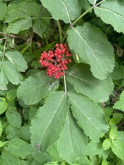 Sambucus racemosa