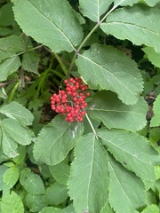 Sambucus racemosa