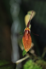 Restrepia citrina