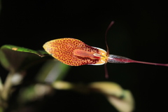 Restrepia citrina