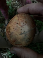 Rubroboletus satanas