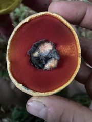 Rubroboletus satanas