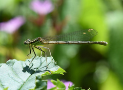 Platycnemis pennipes