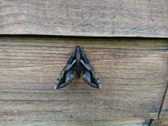 Xylophanes ceratomioides