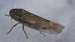 Fruticidia bisignata