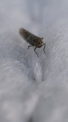 Fruticidia bisignata