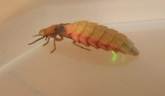Lampyris nervosa