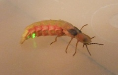 Lampyris nervosa