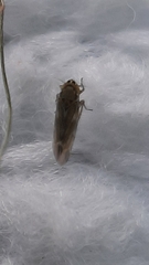 Fruticidia bisignata