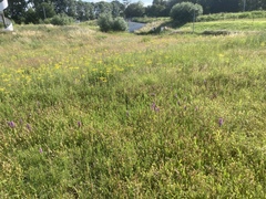 Chorthippus biguttulus