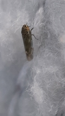 Fruticidia bisignata